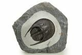Harpid (Scotoharpes) Trilobite Fossil - Boudib, Morocco #328637-1